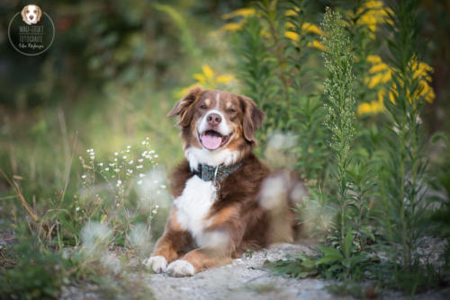 Hundefotografie mit Wau-Effekt