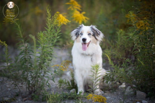 Hundefotografie mit Wau-Effekt