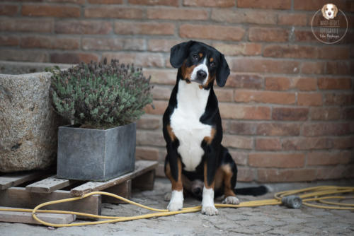 Hundefotografie mit Wau-Effekt