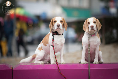 Hundefotografie mit Wau-Effekt