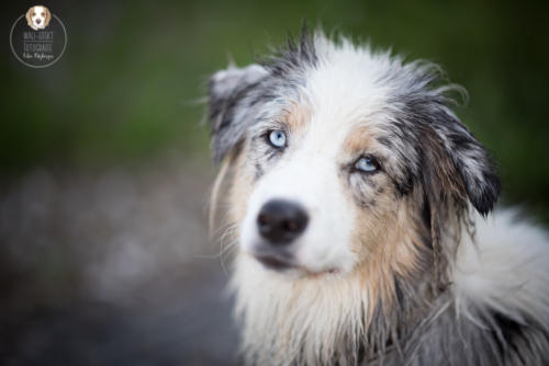 Hundefotografie mit Wau-Effekt