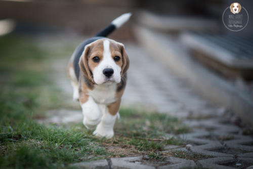 Hundefotografie mit Wau-Effekt