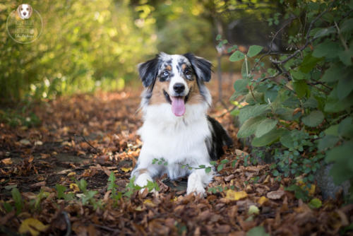 Hundefotografie mit Wau-Effekt