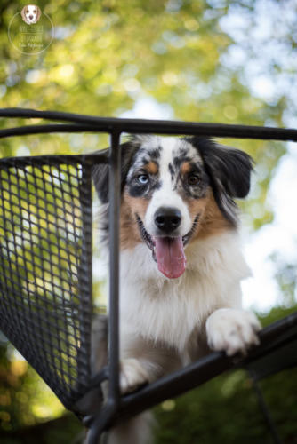 Hundefotografie mit Wau-Effekt