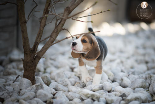 Hundefotografie mit Wau-Effekt