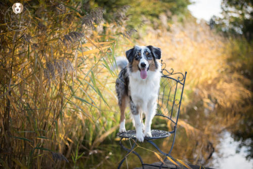 Hundefotografie mit Wau-Effekt