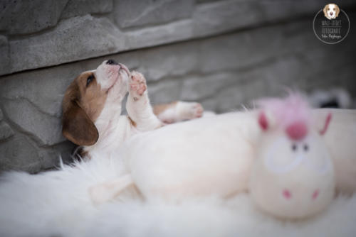 Hundefotografie mit Wau-Effekt