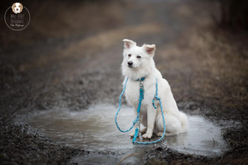 Hundefotografie mit Wau-Effekt