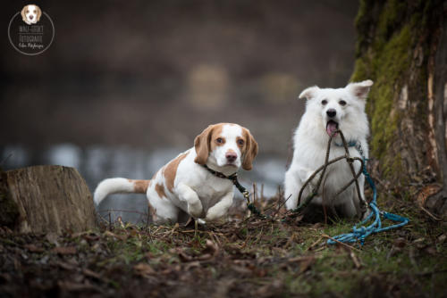 Hundefotografie mit Wau-Effekt