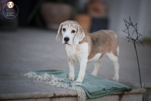 Hundefotografie mit Wau-Effekt