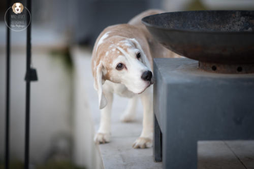 Hundefotografie mit Wau-Effekt