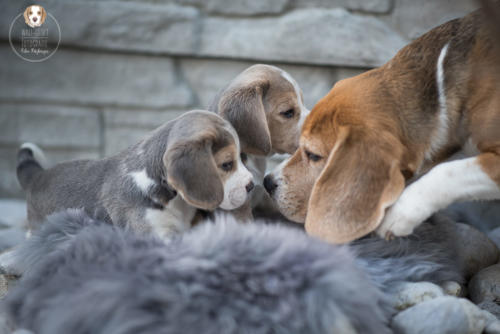 Hundefotografie mit Wau-Effekt