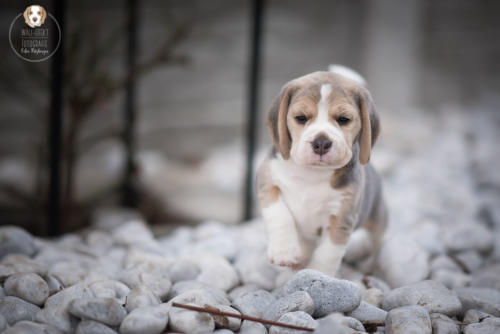 Hundefotografie mit Wau-Effekt