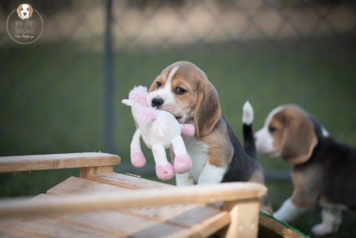 Hundefotografie mit Wau-Effekt