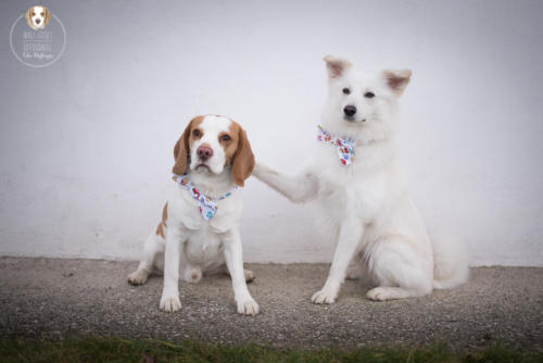 Hundefotografie mit Wau-Effekt