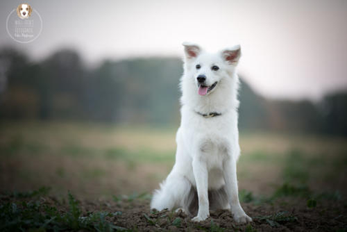 Hundefotografie mit Wau-Effekt