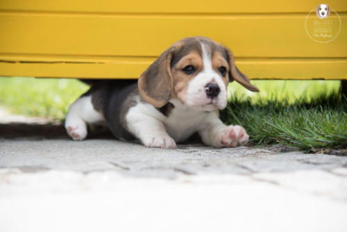 Hundefotografie mit Wau-Effekt