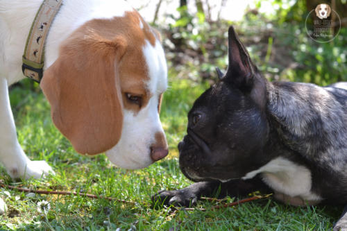 Hundefotografie mit Wau-Effekt