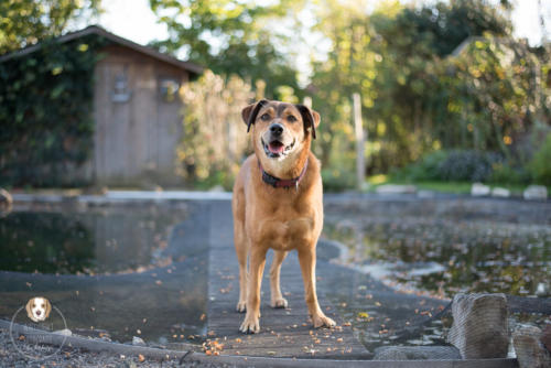 Hundefotografie mit Wau-Effekt