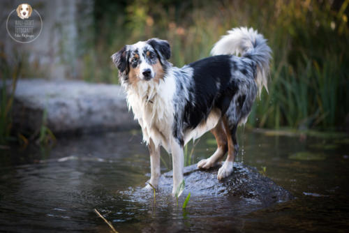 Hundefotografie mit Wau-Effekt