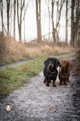 Hundefotografie mit Wau-Effekt