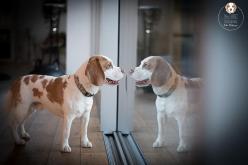 Hundefotografie mit Wau-Effekt