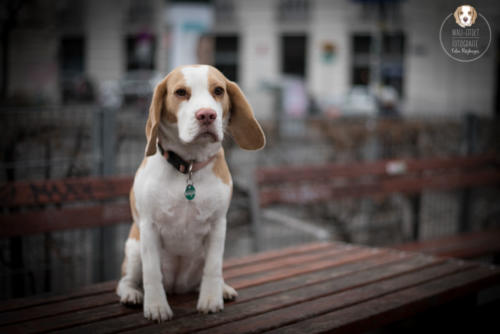 Hundefotografie mit Wau-Effekt