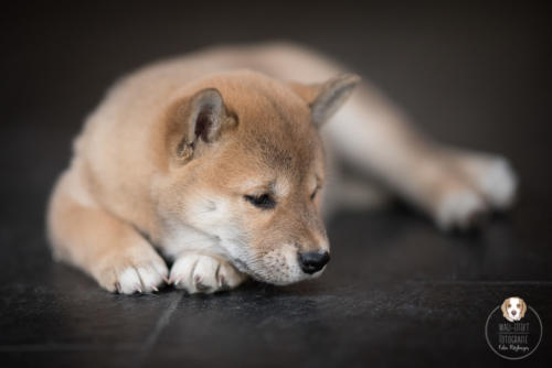 Hundefotografie mit Wau-Effekt