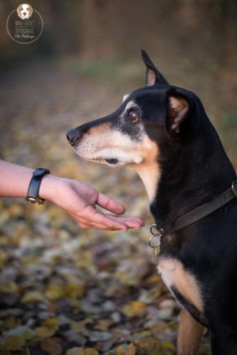 Hundefotografie mit Wau-Effekt