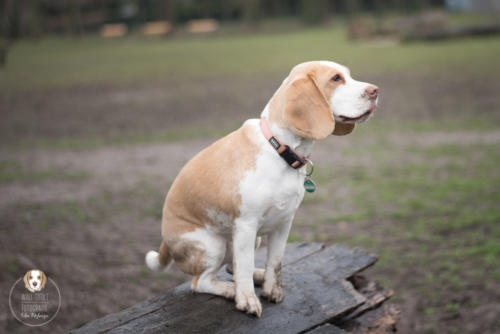 Hundefotografie mit Wau-Effekt