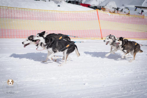 Hundefotografie mit Wau-Effekt