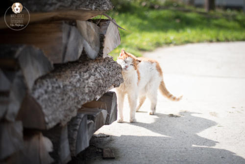 Katzenfotografie mit Wau-Effekt