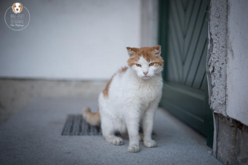 Katzenfotografie mit Wau-Effekt