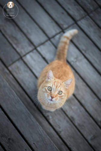 Katzenfotografie mit Wau-Effekt