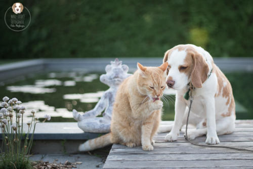 Katzenfotografie mit Wau-Effekt