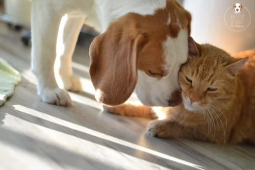 Katzenfotografie mit Wau-Effekt