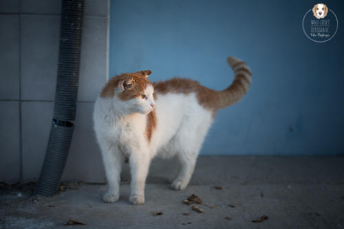 Katzenfotografie mit Wau-Effekt