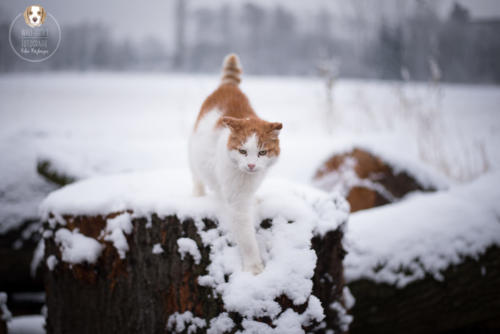 Katzenfotografie mit Wau-Effekt