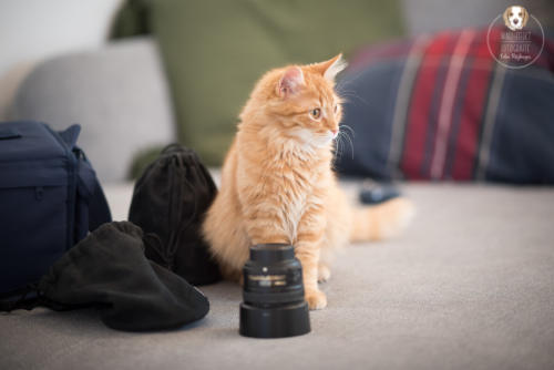 Katzenfotografie mit Wau-Effekt