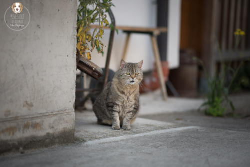 Katzenfotografie mit Wau-Effekt