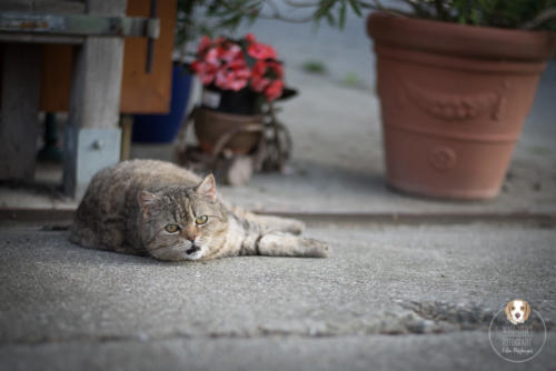 Katzenfotografie mit Wau-Effekt