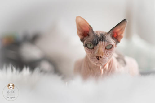 Katzenfotografie mit Wau-Effekt