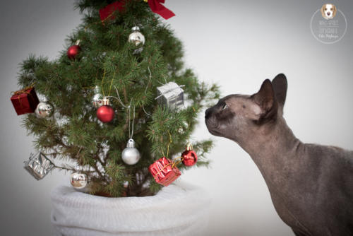 Katzenfotografie mit Wau-Effekt