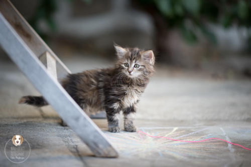 Katzenfotografie mit Wau-Effekt