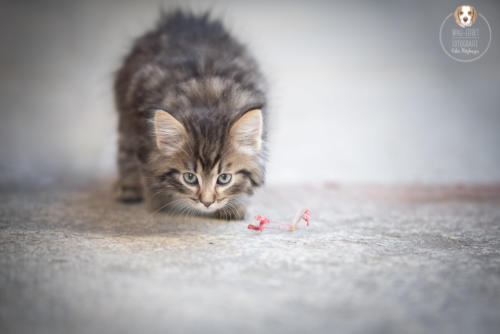 Katzenfotografie mit Wau-Effekt