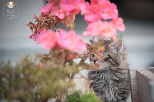 Katzenfotografie mit Wau-Effekt