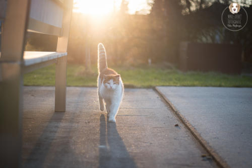 Katzenfotografie mit Wau-Effekt