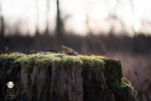 Naturfotografie mit Wau-Effekt