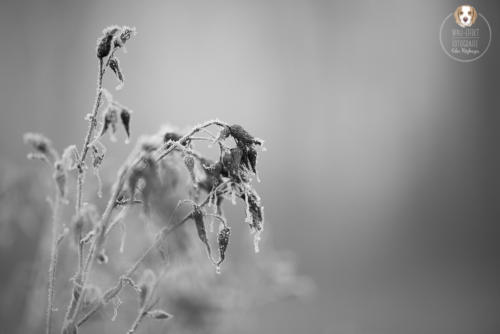 Naturfotografie mit Wau-Effekt