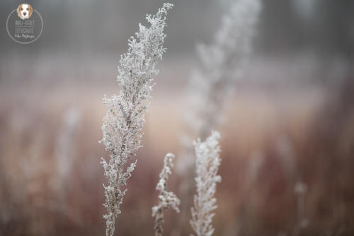 Naturfotografie mit Wau-Effekt